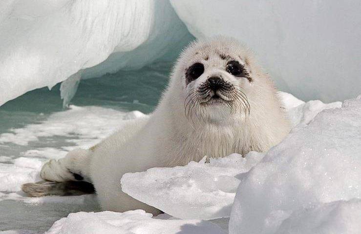 Read more about the article Fisheries minister pledges to study impact of seals on Atlantic Canada’s fisheries
